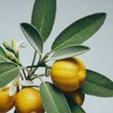 Sage Serenity Hand Wash & Body Lotion Set